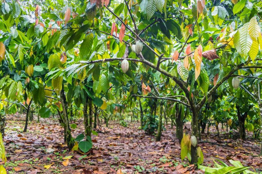 Imagem beautiful-cocoa-farm-938346096-28f3db715de64067bcc588ba1af15820